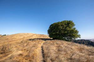 Shady Tree