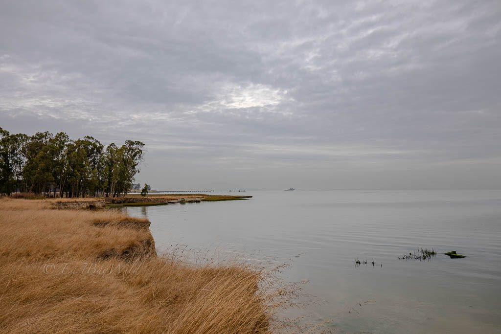 Point Pinole Regional Shoreline Hiking and Picnicking East Bay Wild!