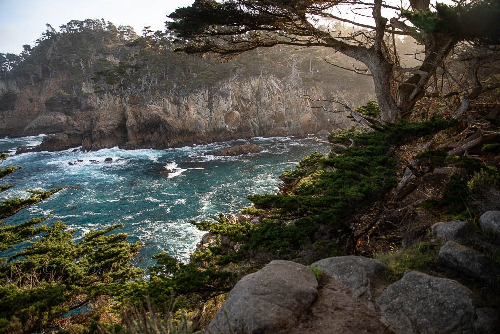 Point Lobos State Natural Reserve - East Bay Wild!