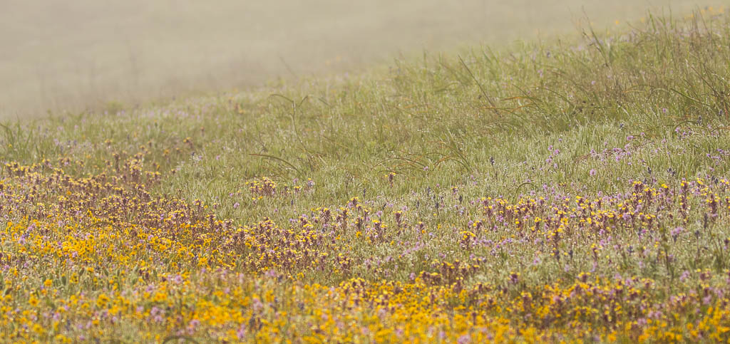 Purple Owl's Clover and Goldfields