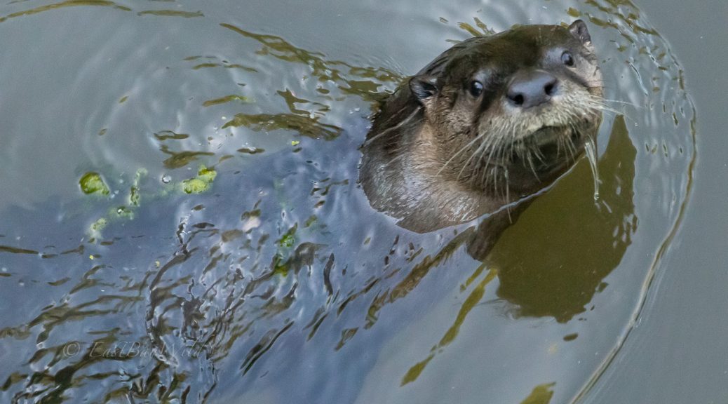 otter