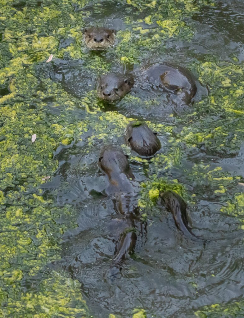 otters