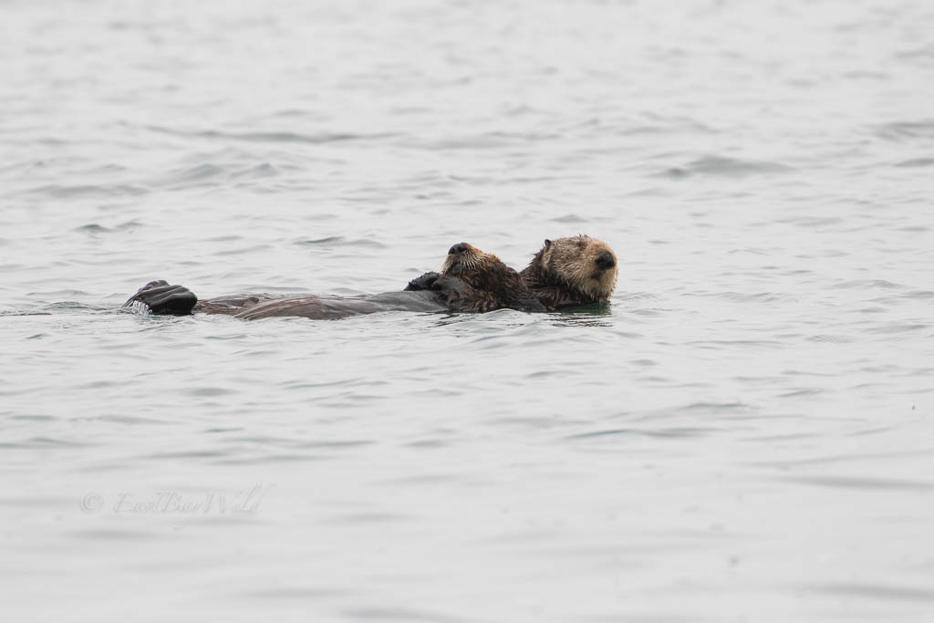Sea Otter and pup