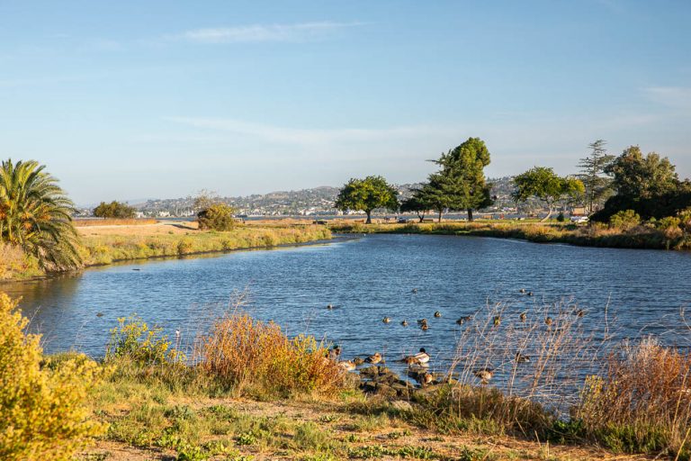 East Bay Wild! - Hiking and Wildlife in the San Francisco East Bay Region