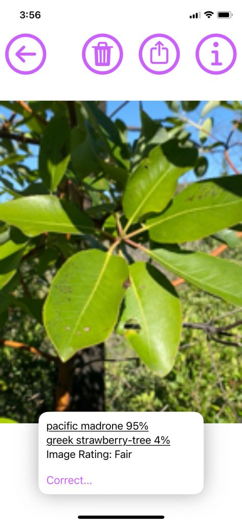 pacific madrone