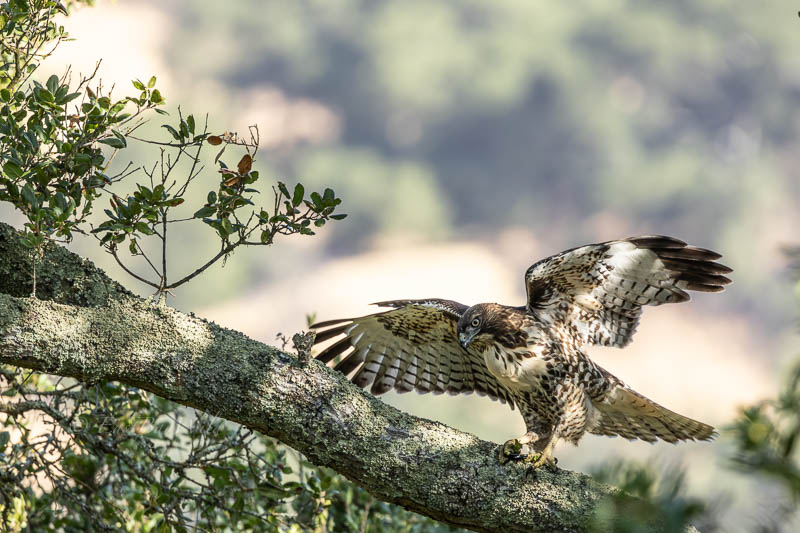 Red tail hawk striking a pose