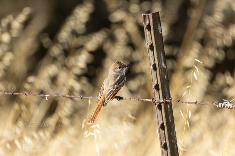 Ash-Throated Flycatcher