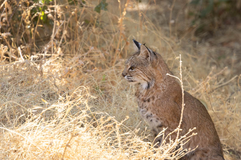 Bobcat eyeing a potential meal