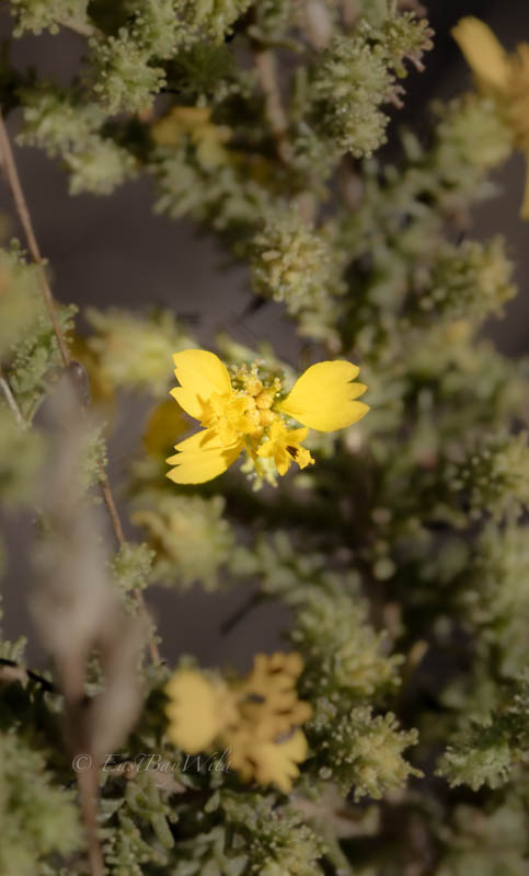 Pit-gland tarweed